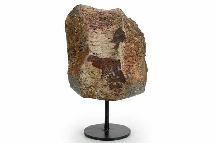 Fossil Sauropod Vertebra Section with Metal Stand - Colorado #363658